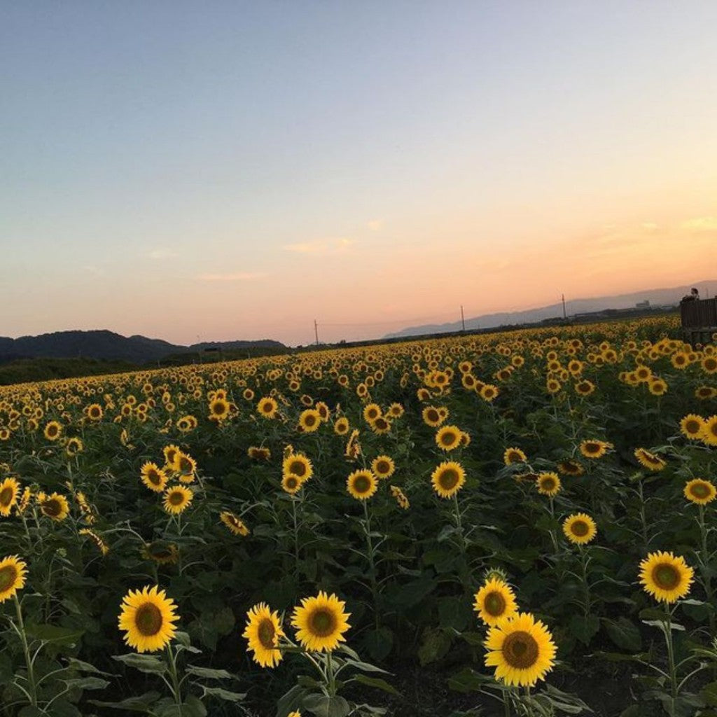 Cotton Hand Towel - Sunflower Field (Tenugui Himawaribatake)